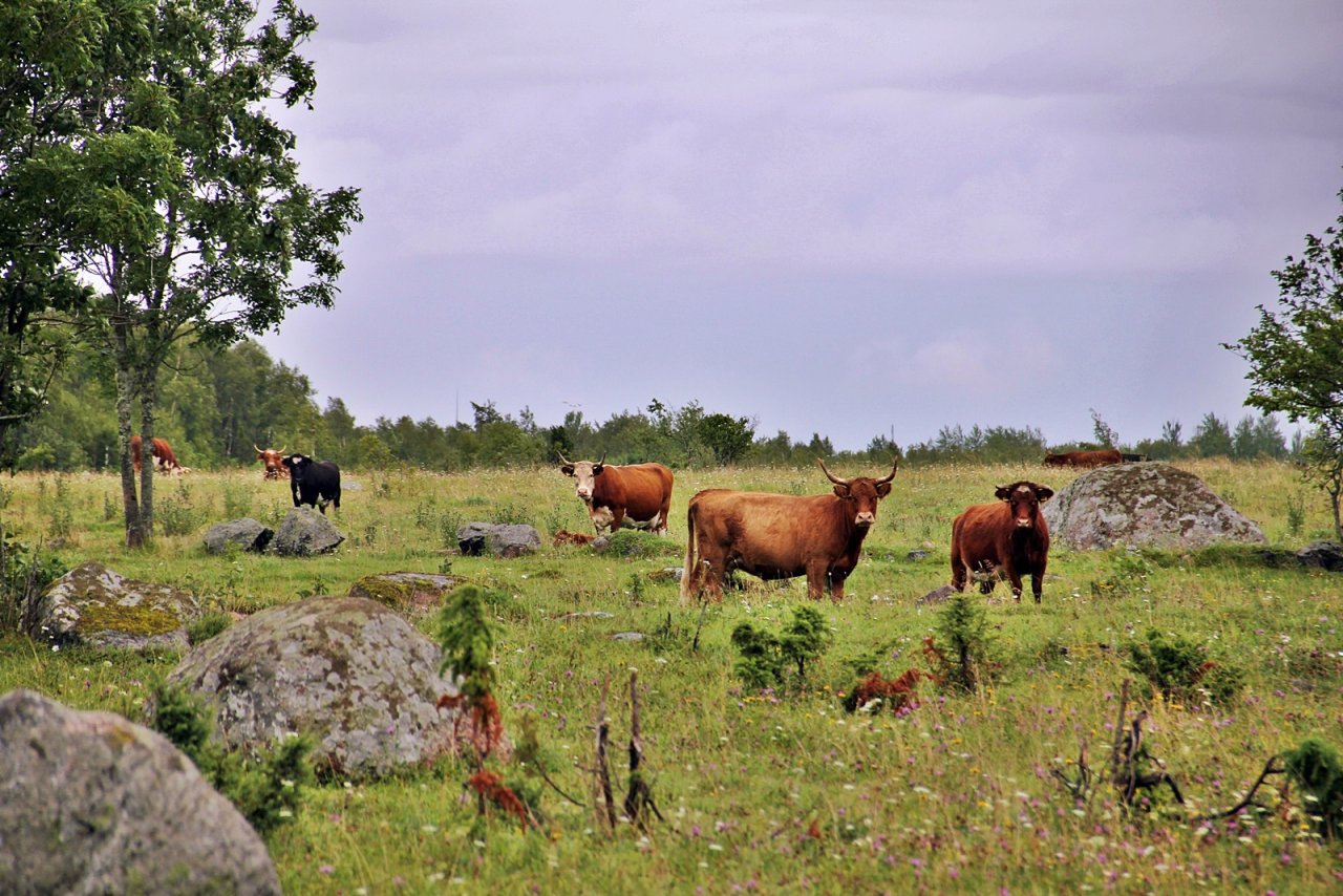 Estonia plans to direct €546M linked to the country’s agricultural income gap into agriculture and food production investment during the next European Union budget period. Photo Marleen Valdmaa